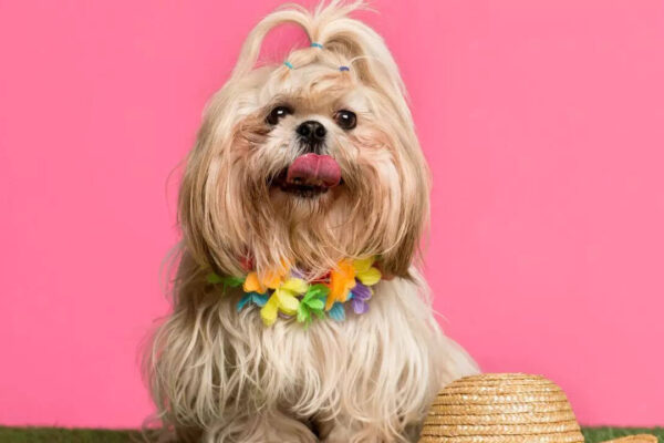 5 quiet pet dog breeds that are perfect for a calm, peaceful home