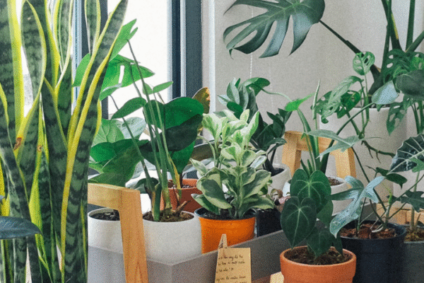 10 indoor plants that are considered to be positive and lucky for the home